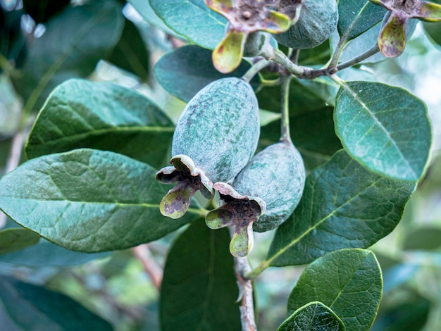 pair of raw Feijoa sellowiana fruit on the branch