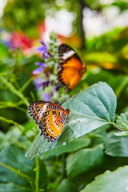 Pair of red lacewing butterflies in gardens