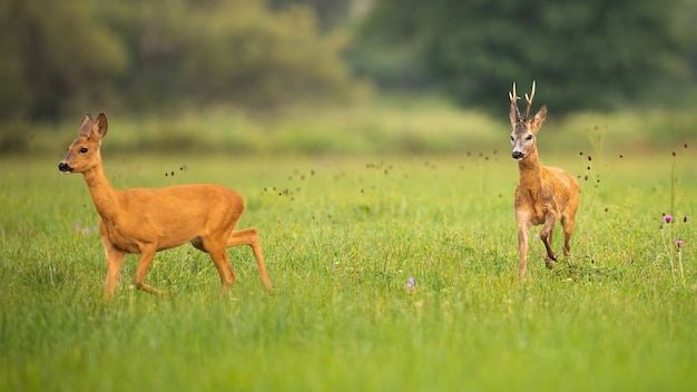 Pair of roe deer buck and doe in mating season in summer