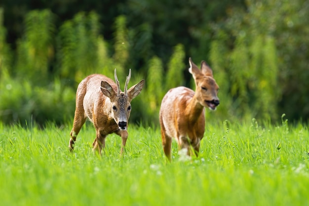 Pair of roe deer buck and doe walking together during summer rutting season