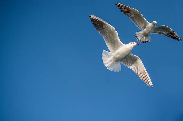 Pair of seagulls flying in blue a sky background