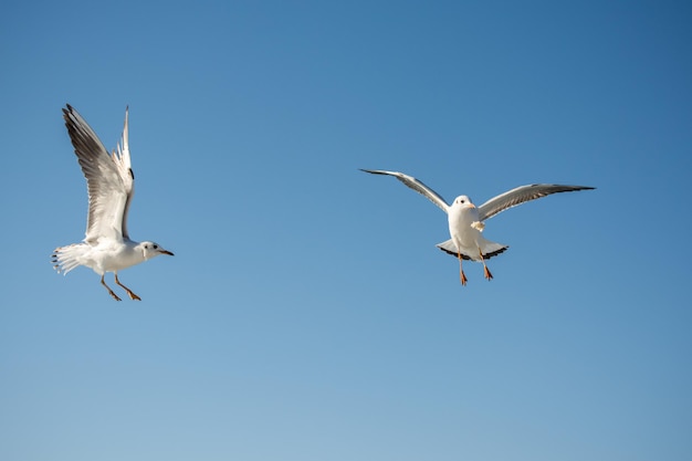 Pair of seagulls flying in blue a sky