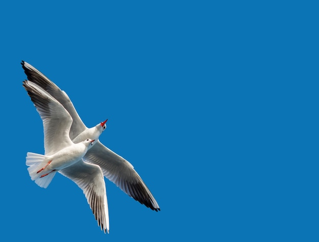 Pair of seagulls flying in blue a sky