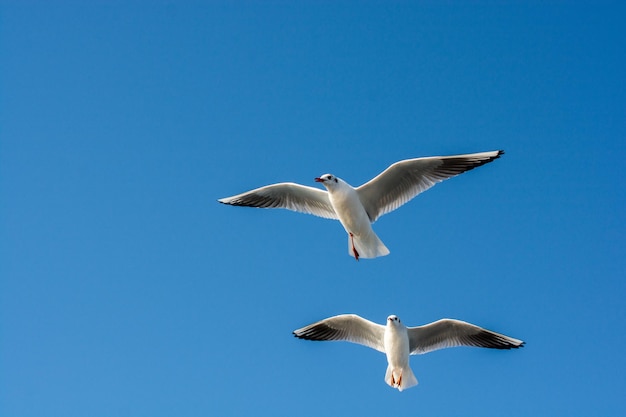 Pair of seagulls flying in the sky