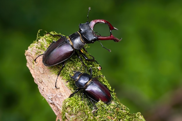 Pair of stag beetles standing on a mossy branch in summer nature