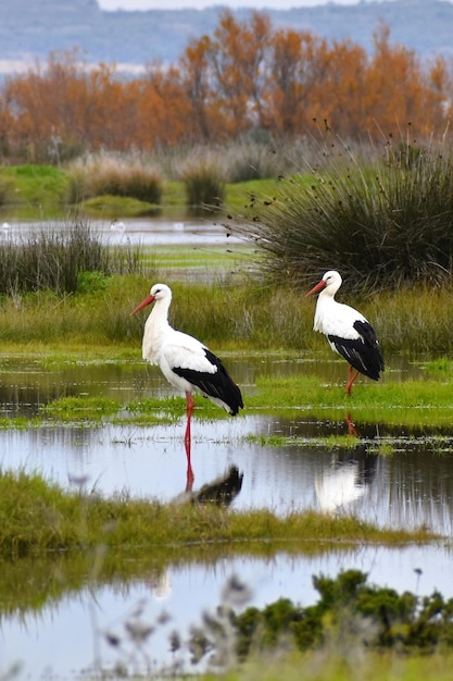 Pair of storks in green marshes