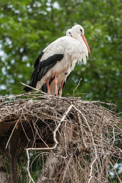 A pair of storks in the nest