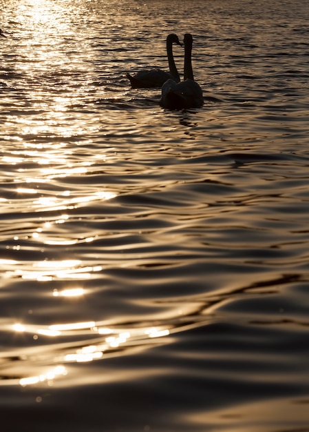 A pair of swans swimming at sunset, two swans in the springtime of the year in the golden rays during sunset, springtime on the lake with a pair of swans