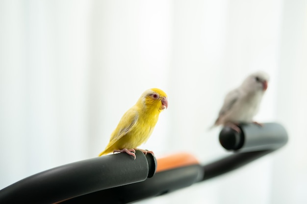 Pair of tiny parrot parakeet white and yellow Forpus bird