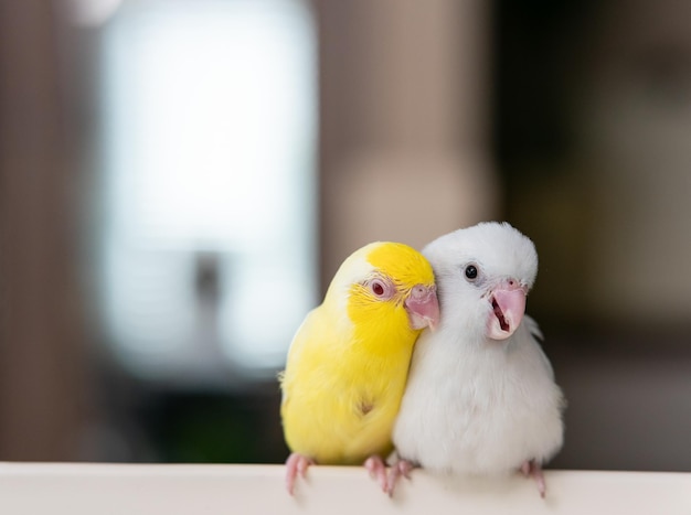 Pair of tiny parrot parakeet white and yellow Forpus bird