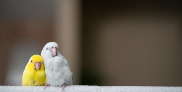 Pair of tiny parrot parakeet white and yellow Forpus bird