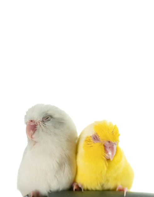 Pair of tiny white and yellow parrot parakeet Forpus bird Sleeping white isolation background