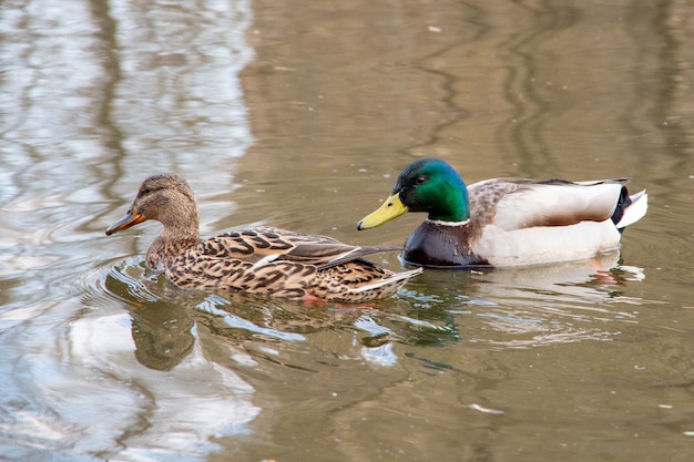 A pair of very beautiful ducks swims in the water, bathes in the morning. Soft light, close-up.