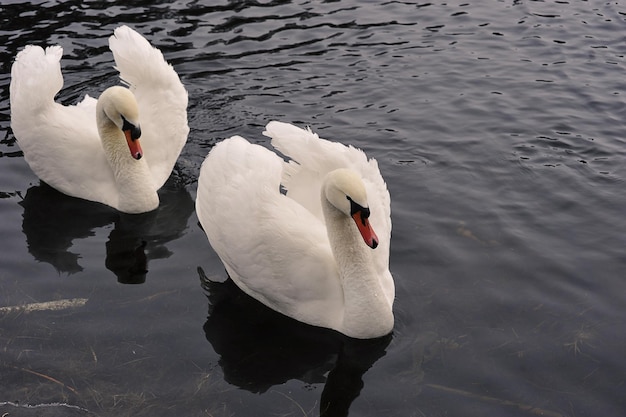 A pair of white swans swim