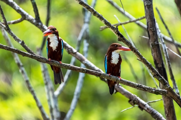 Pair of Whitethroated kingfisher Halcyon smyrnensis perched