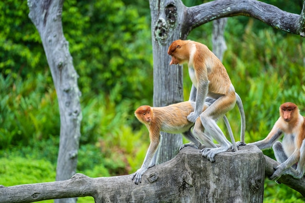 Pair of wild Proboscis monkeys makes love in the rainforest of island Borneo, Malaysia, close up