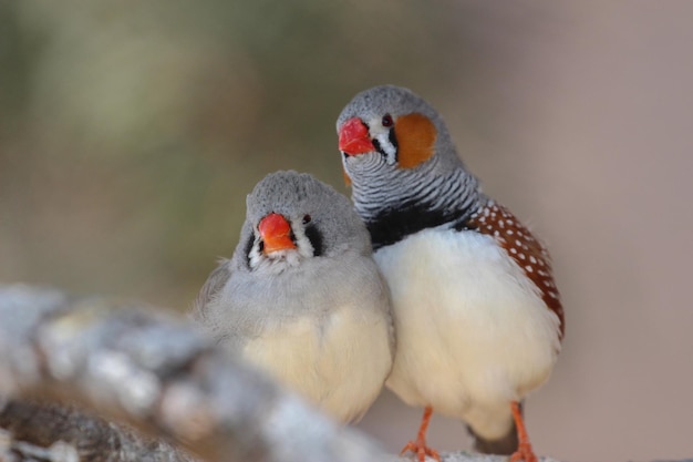 Photo pair of zebra finches