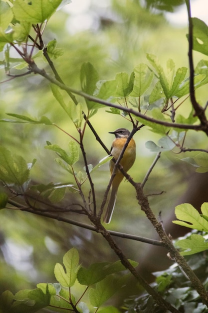 Pajaro parado entre los arboles y naturaleza