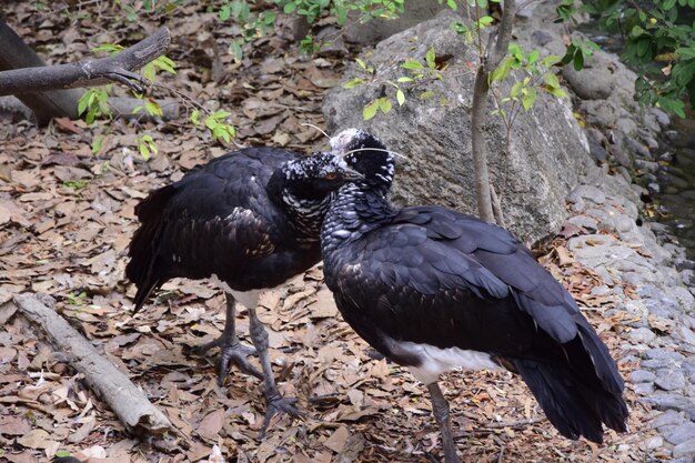 Palamedea horned Anchima cornuta in the Historical Park of Guayaquil Ecuador