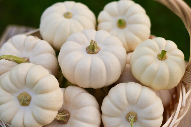 pale ghostly white pumpkins basket  autumn market wooden table  Halloween Thanksgiving Decorative