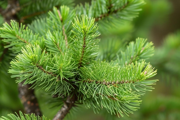 Pale Pine Background photo