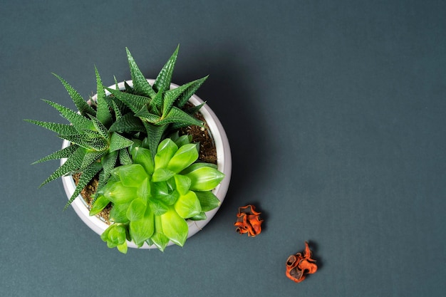 Pale pink ceramic pot with succulent plants of Haworthia and Echeveria