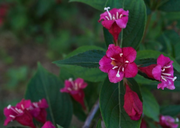 Pale pink flowers of Kolkwitzia amabilis 11