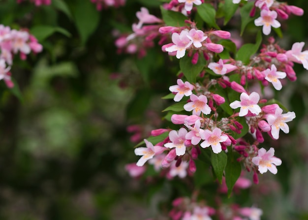 pale pink flowers with blurred leaves background