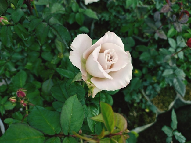 A pale pink rose with green leaves and pink flowers.