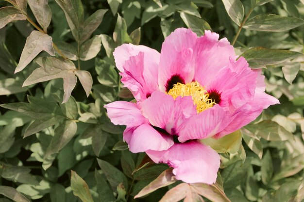 Pale pink tree peony flower