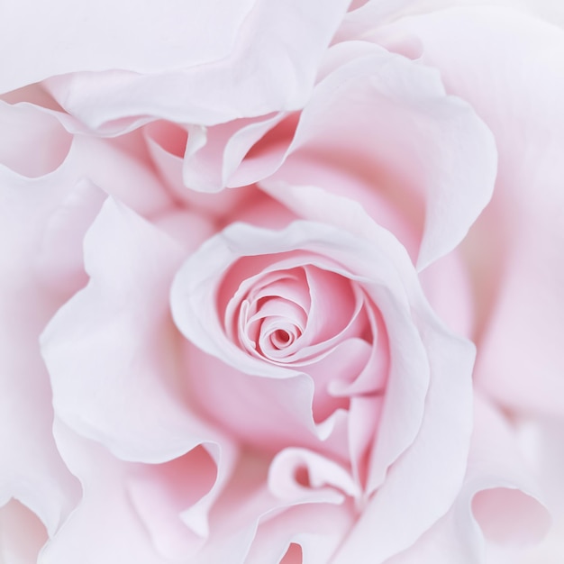 Pale pink white rose flower Macro flowers background for holiday design