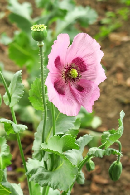 pale purple poppy grows in a garden bed poppy cultivation concept