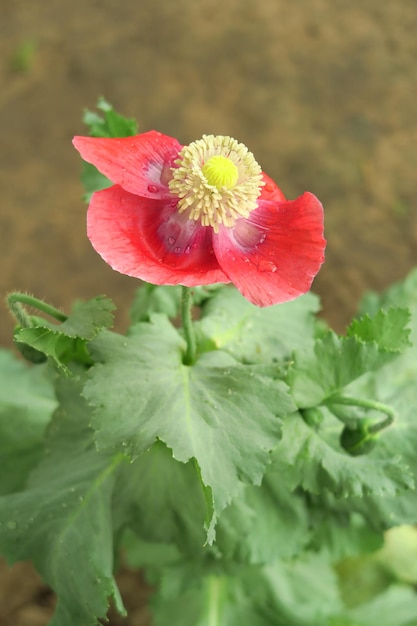 pale red poppy grows in a garden bed poppy cultivation concept