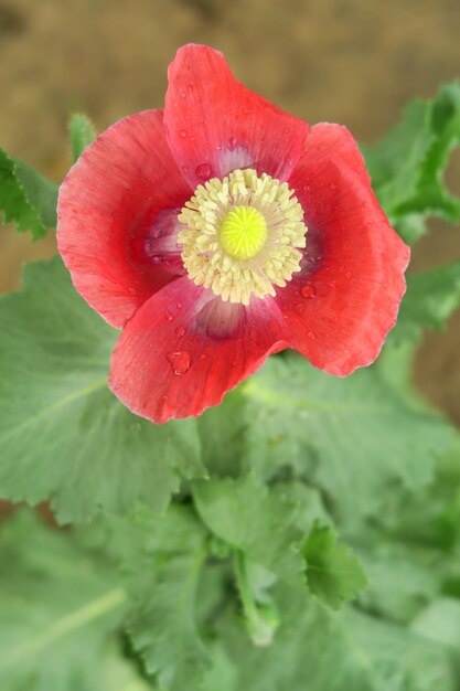 pale red poppy grows in a garden bed poppy cultivation concept