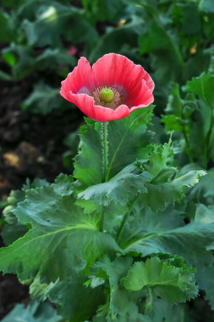 pale red poppy grows in a garden bed poppy cultivation concept