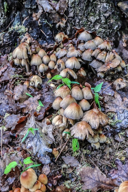 Pale toadstool mushrooms in the forest in nature