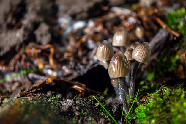 Pale toadstools in the forest on a stump covered with moss