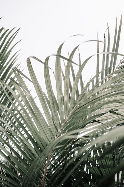 Pale tropical palm branches near wall