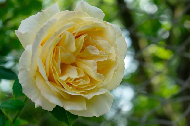 A pale yellow rose has blossomed on a bush in the garden