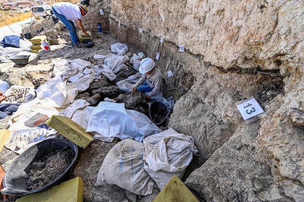 Paleontologist cleaning the bones of a dinosaur