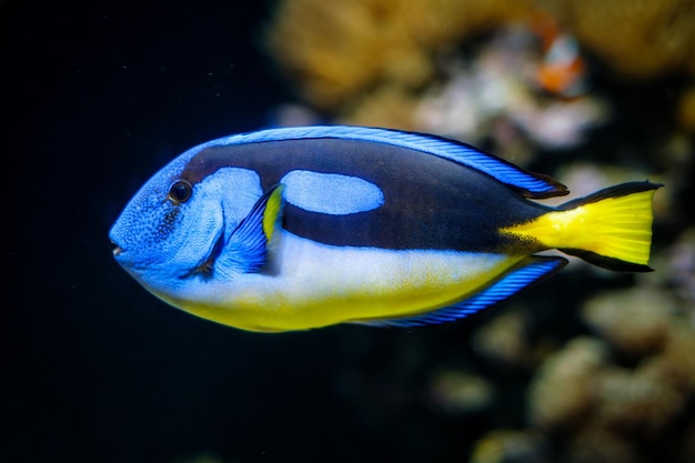 Palette surgeonfish fish underwater in sea