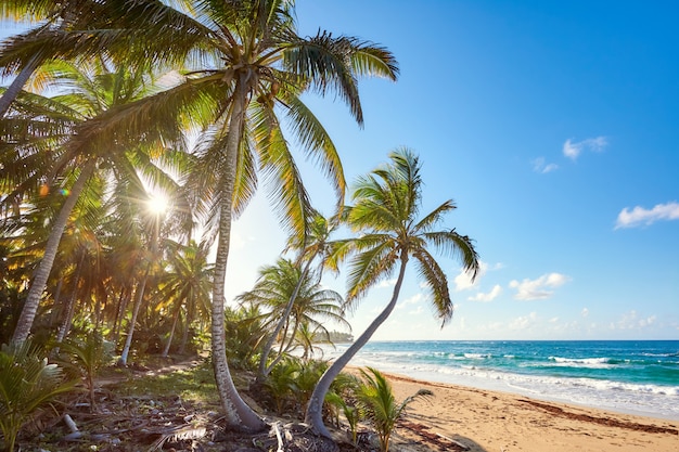 Palm Beach In Tropical Idyllic Paradise Island - Caribbean - Dominican Republic Punta Cana