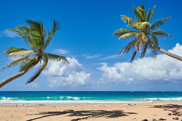 Palm Beach In Tropical Idyllic Paradise Island - Caribbean - Dominican Republic Punta Cana