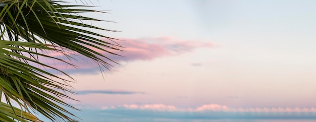 Palm branches against the background of the sunset sky, space for text.