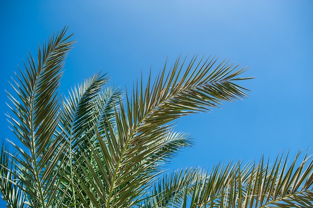 Palm branches against the blue sky