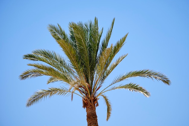 Palm branches above the blue sky in sunny weather.