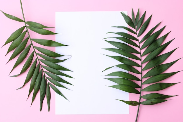 Palm branches on a colored background top view with place for text