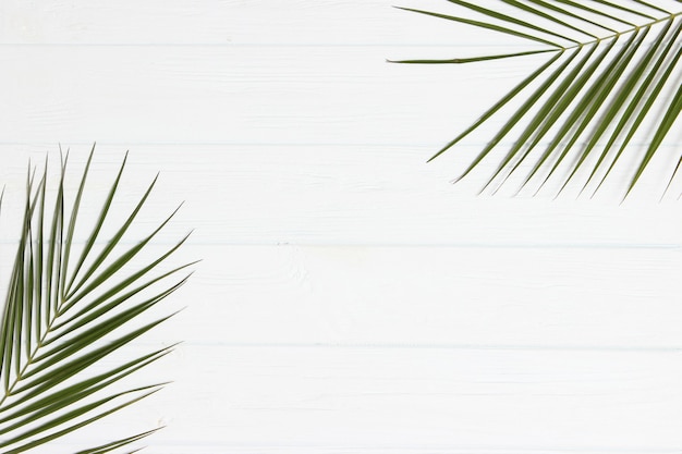 Palm branches on a colored background top view with place for text