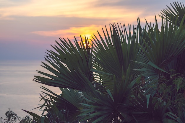 Palm branches or palm leaves at sunset. Vintage retro artistic blurry edit background with rendered lens flares