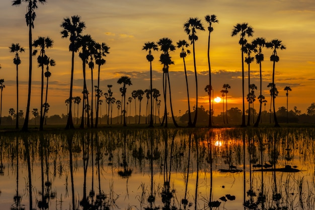 Palm forest with morning light reflecting with water in Thailand